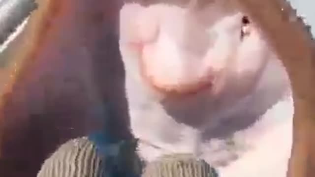 First time I ever see Tickling a fish 😄😄 ❤️