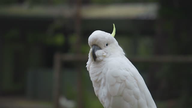 Close Up of a Cockatoo