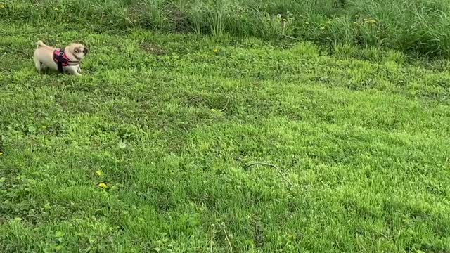 Cows Sneak up on Preoccupied Pug