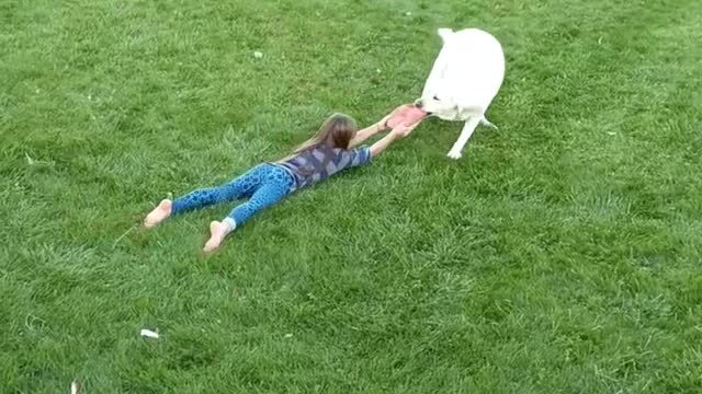 White dog tug of wars kid with pink slipper drags across grass