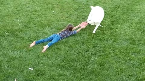 White dog tug of wars kid with pink slipper drags across grass