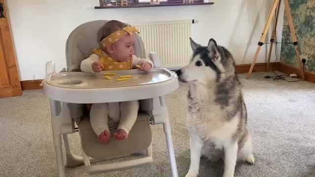 Sneaky Baby Feeds Husky In The Funniest Way!