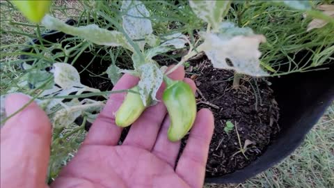 A Look At A Mattapeno Pepper Plant - Variegated Jalapeno