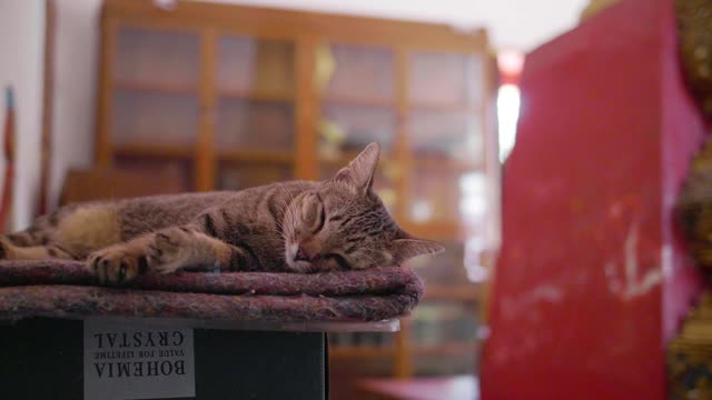 a pet. Sleeping cat. The cat is very cute