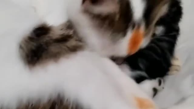 A cat crawls on its little one and plays with it, the most beautiful view I have ever seen