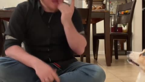 Corgi learns some important sign language words 😂😂