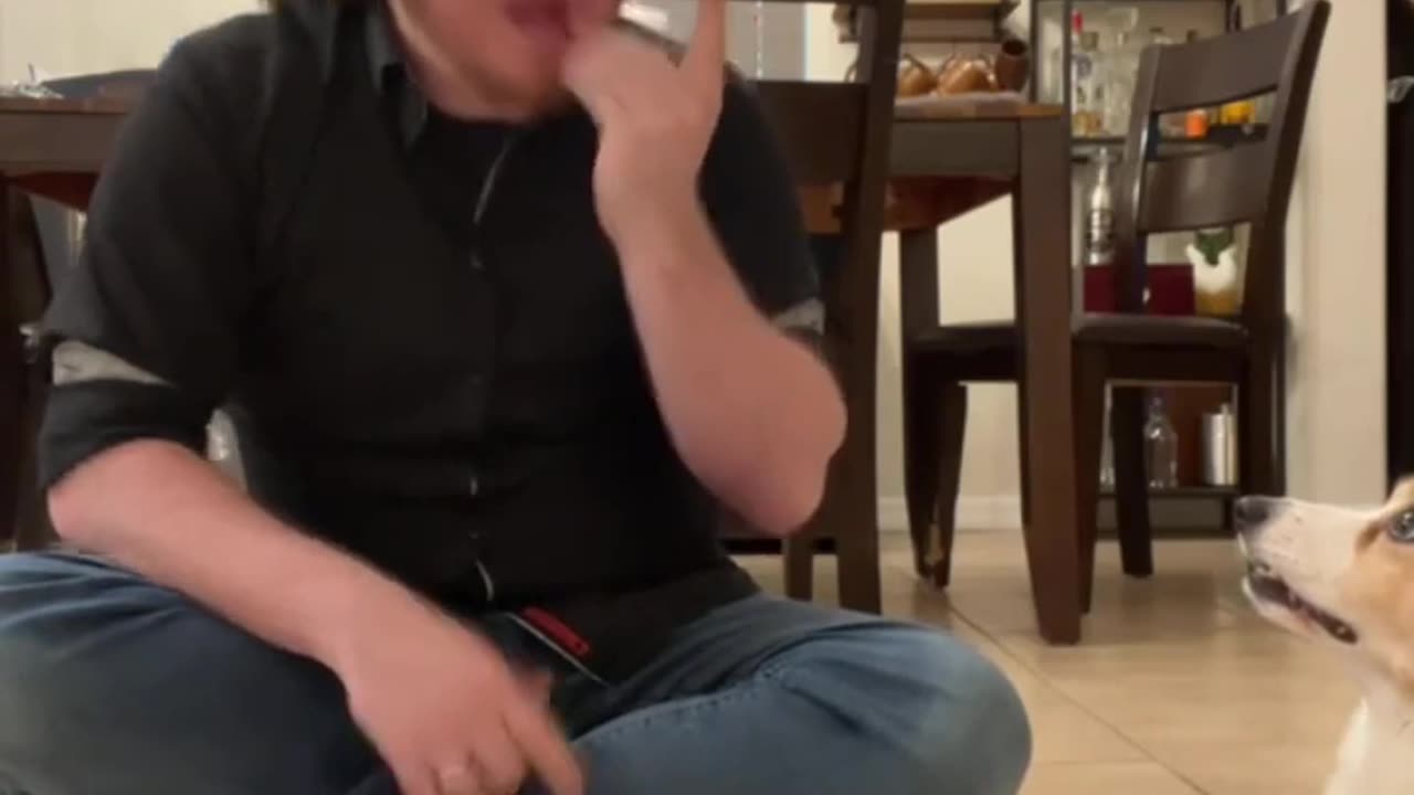 Corgi learns some important sign language words 😂😂