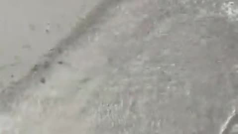 Shark chasing a fish with a surprise ending