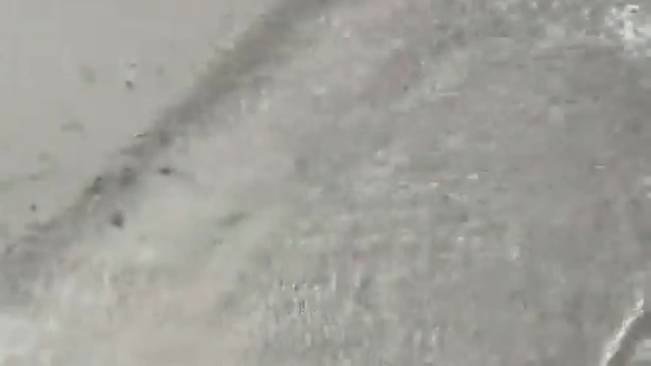 Shark chasing a fish with a surprise ending