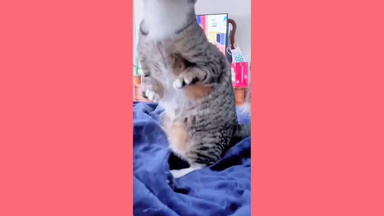 Funny animal video