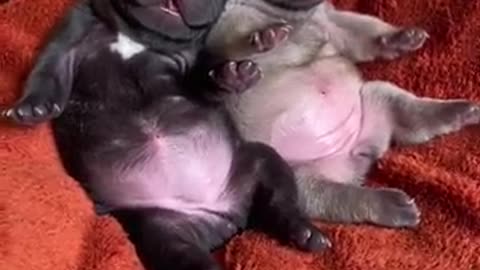Dog video