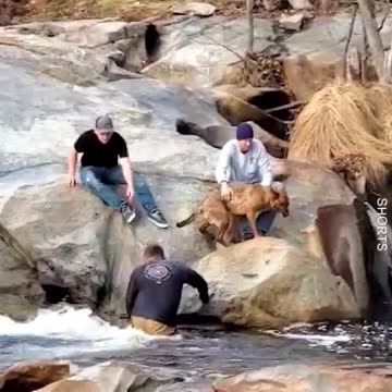 Dog Rescued From Slippery Waterfall! ❤️
