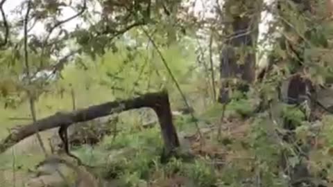 Mother Leopard And Cubs Playful Chase