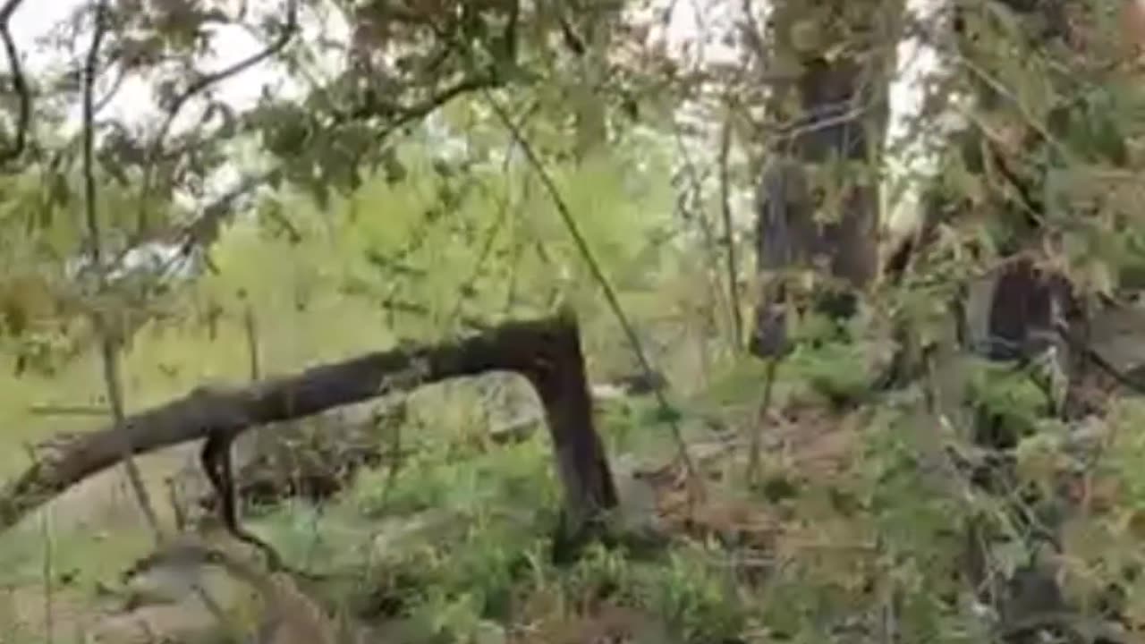 Mother Leopard And Cubs Playful Chase