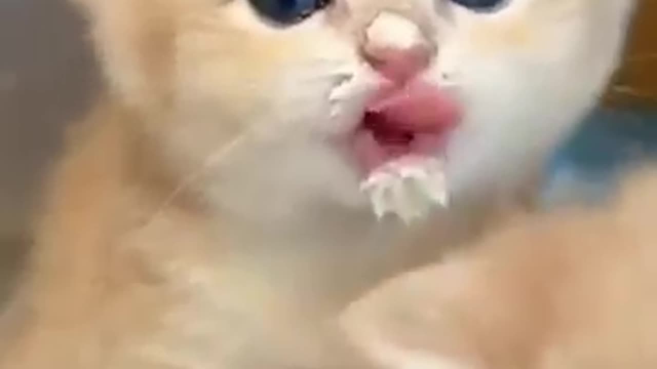 Cute and funny cat 💓