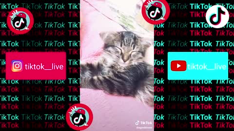 Tik Tok animals