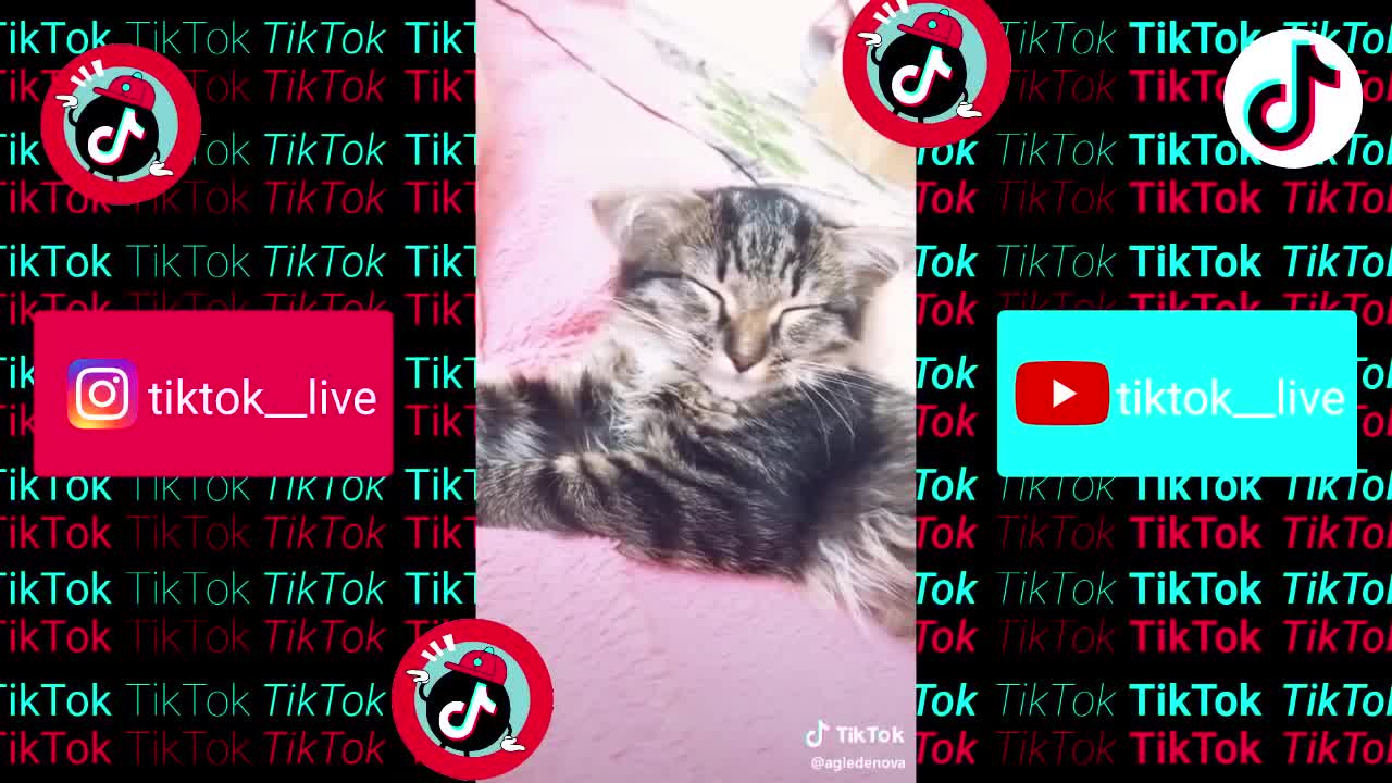 Tik Tok animals