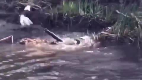 Bald Eagle Vs Gator