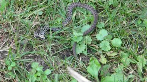 Ringed Necked Snake in a Snake!