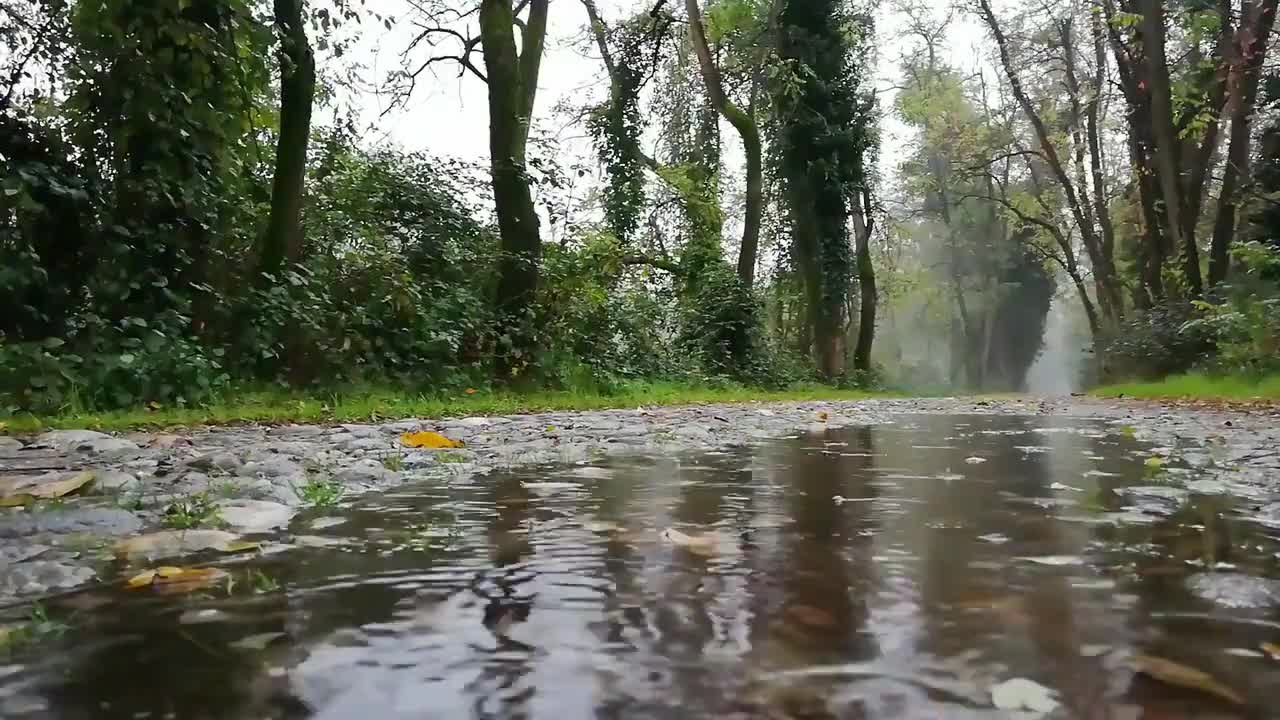 Early Morning Rain for Sleeping, Relaxing Video for Stress Relief, Study and Relaxation