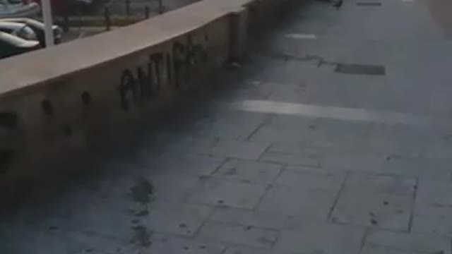 Hungry seagull