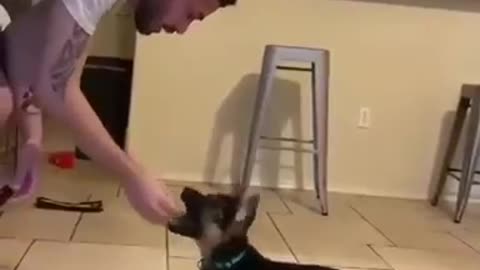 DogTrainingTipsSmartDog