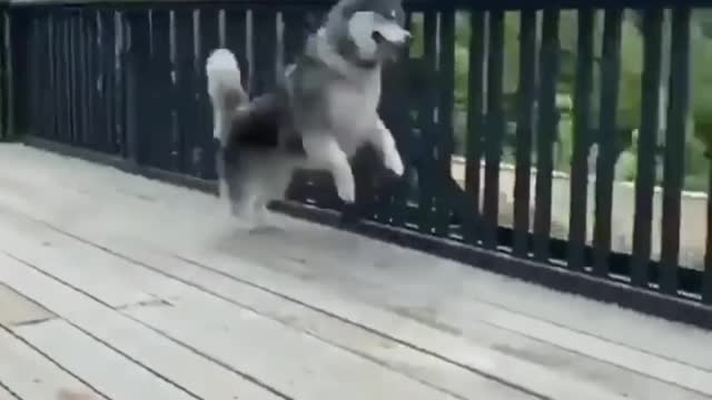 Huskies Being Dramatic & Weird For 8 Minutes - Funny and Cute Husky Puppies