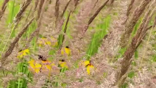 Seeing this wild chrysanthemum blown by the wind, isn't it very beautiful?