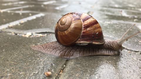 Snail is moving