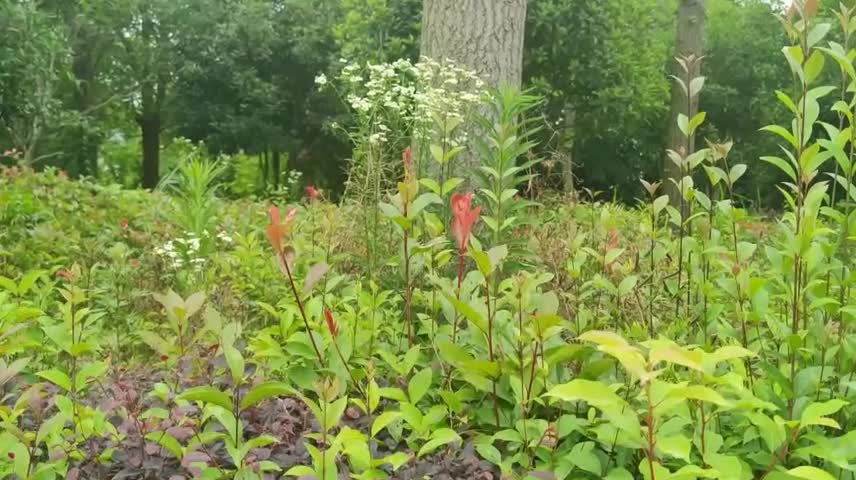 flower bed