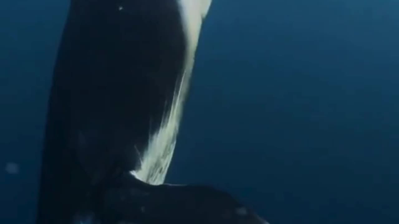 Diving with Giants: Humpback Whales in Action! 🐋💦🤿🌊🌀✨