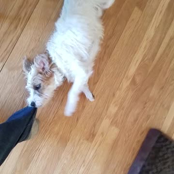 Hillarous puppy spinning on the floor while hanging on to leg