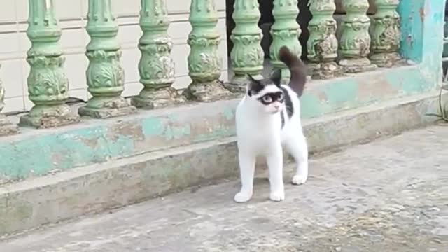 Zorro cat is really handsome