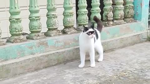 Zorro cat is really handsome