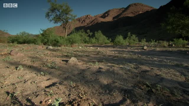 Bloodthirsty Ants Decapitate Queen | Empire Of The Desert Ants | BBC Earth