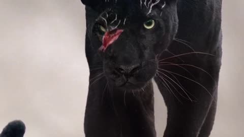 Black Panther