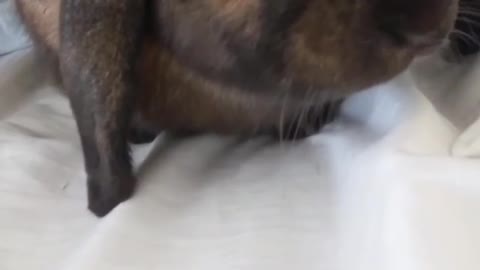 COOL BROWN RABIT