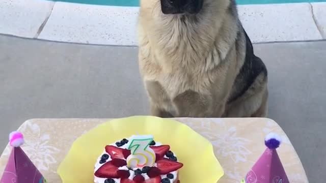 German shepherd birthday party