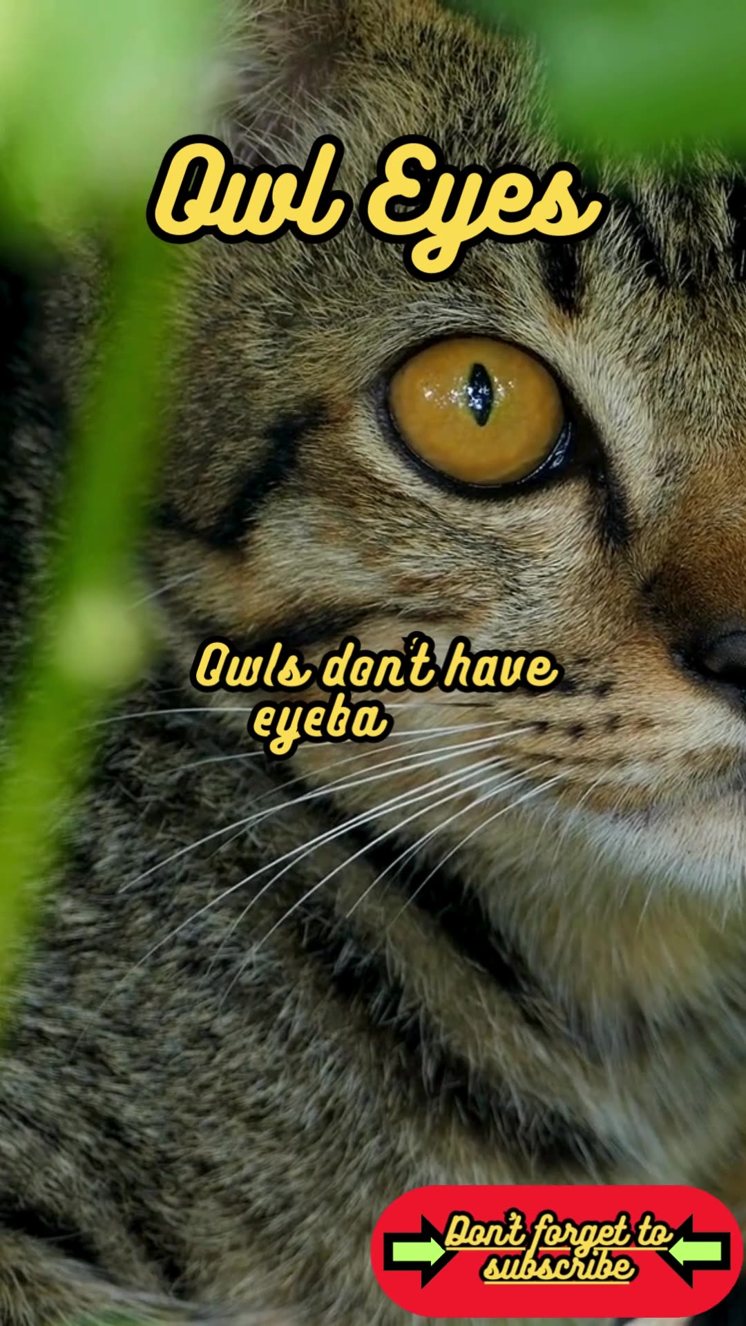 Animal Facts Owl Eyes shorts