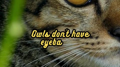 Animal Facts Owl Eyes #shorts