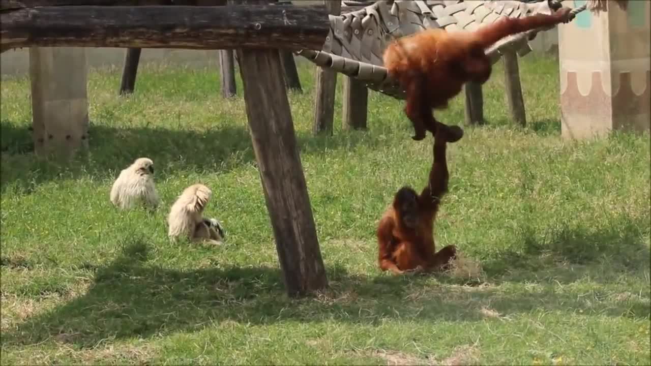 Funny Video | Monkey