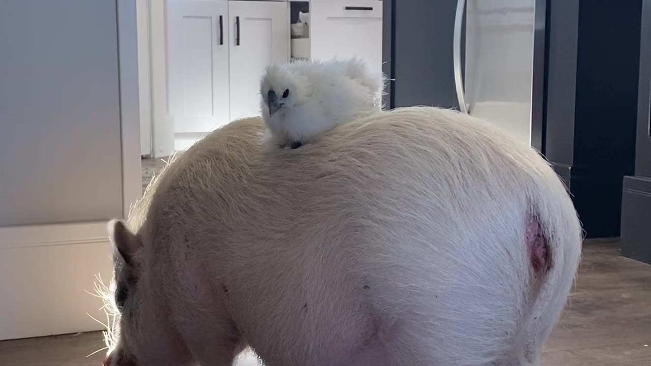 Chicken Perches On Mini Pig