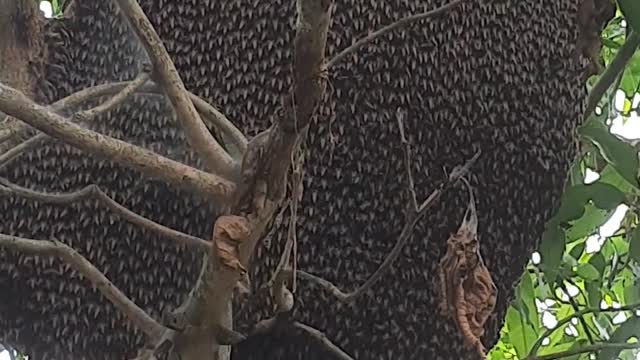 Beautiful Bee Hive Behavior