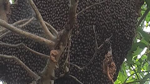 Beautiful Bee Hive Behavior