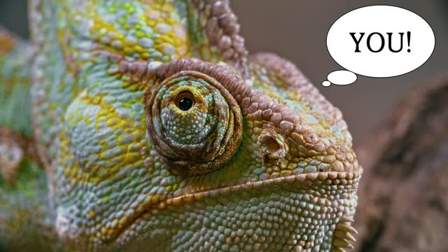 Cute Chameleon Looking at you