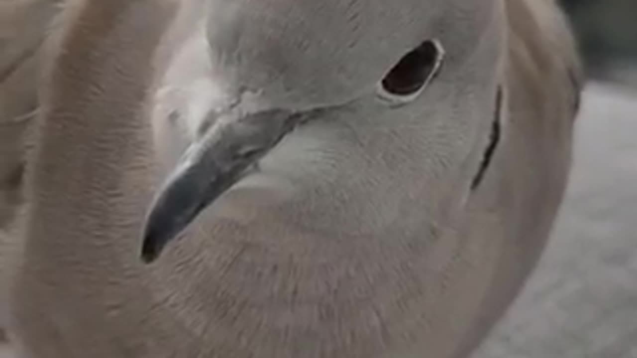 Beautiful bird 🦢 trending video