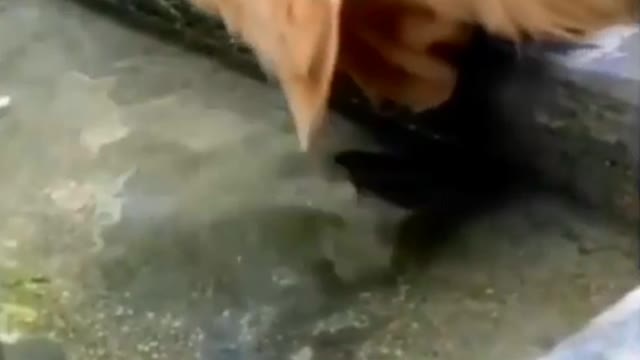 Loving doggo saves a fish