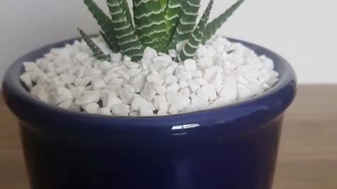 Suculents, Haworthia Attenuata, Arranjo com Suculentas