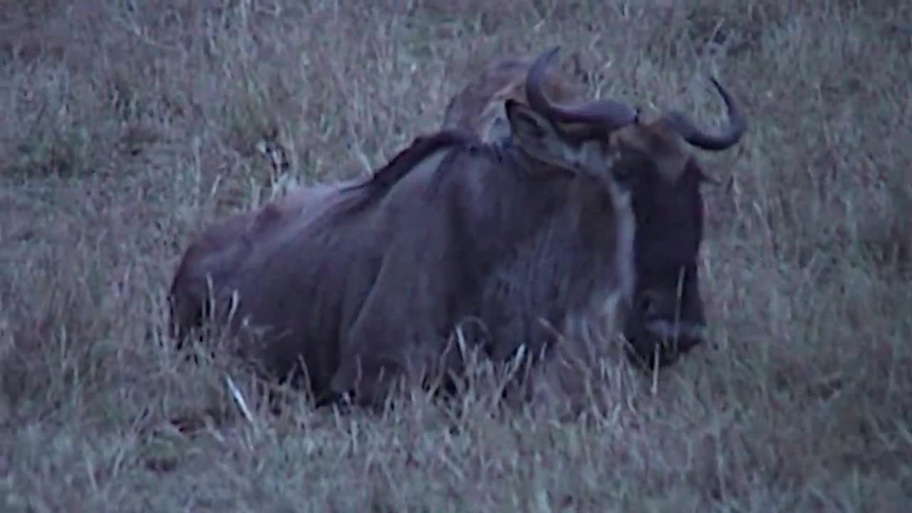 See how this helpless Wildebeest Struggles for Survival Against Lone Hyena Attack