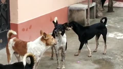 STREET_DOG_FIGHT_||_DOG_FIGHT_VIDEO_🐕DOGS_BARKING